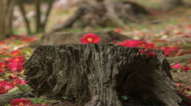 初崎公園の椿の群生林のイメージ